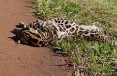Jaguatirica é encontrada morta em rodovia e suspeita é de que felino foi atropelado (Foto: reprodução Noticidade) ()