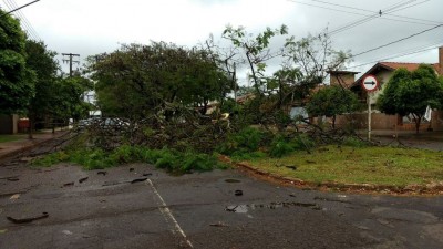 Árvore caída na Rua Ciro melo, no Centro de Dourados ---- (Foto: Sidnei Bronka/94FM)
