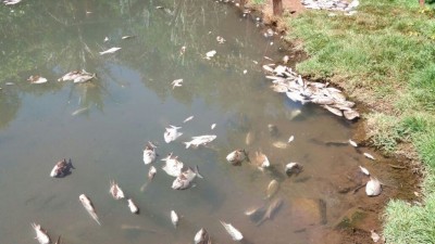 Teve um vazamento de esgoto, onde matou aproximadamente 5 mil peixes, na tarde de sexta-feira (23), na Rua W11, no Jardim água Boa (Foto: reprodução)