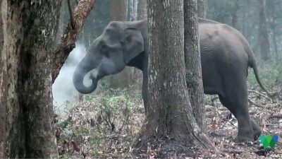 © WCS/Divulgação - Cientista filmou elefanta soltando fumaça em floresta da Índia em 2016, mas só divulgou imagens agora por 'não ter percebido sua importância'