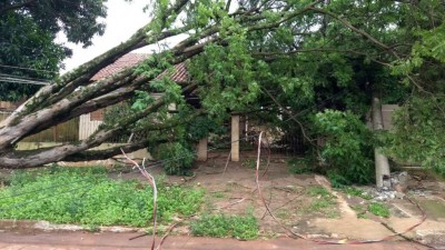 Árvore que caiu com vendaval derrubou fiação elétrica e bloqueou saída de casa (Foto: Eliel Oliveira)