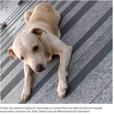 Cachorro permanece na porta de hospital à espera do dono internado