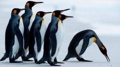 Pinguins do tipo estudado por Levick na Antártica - Foto: AFP
