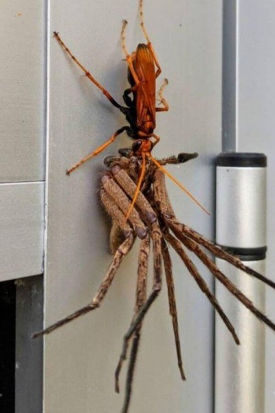 Vespa leva aranha-caçadora para almoço - Foto: Reprodução/Reddit