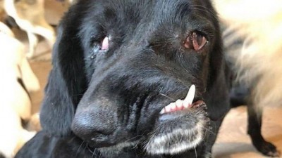 Bethany nasceu com deformidade facial Foto: Reprodução/Rescue For Dogs