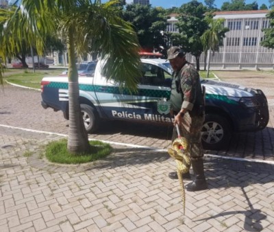 Sucuri foi capturada no Centro de Convenções do município de Corumbá (Foto: Divulgação/PMA)