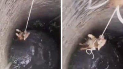 Cão é resgatado de poço após várias tentativas