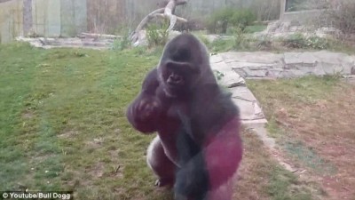 Gorila irritado com movimentos da menina quebra o vidro de proteção em zoológico - Assista