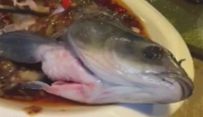 Vídeo mostra 'peixe zumbi' se contorcendo em prato na China