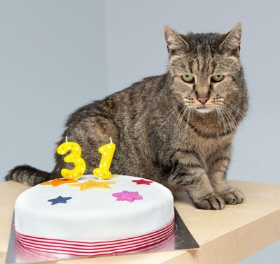 Gato mais velho do mundo acaba de fazer 31 anos e ganhou até um bolo