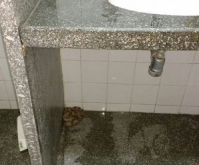 Servidor encontra jiboia em  banheiro feminino de prefeitura