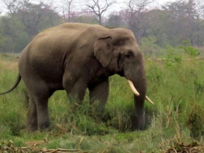 Elefante selvagem mata turista no Nepal