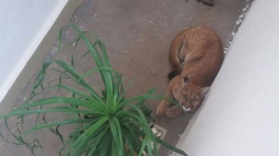 A onça-parda, com cerca de 50 kg, foi examinada por um veterinário, que a considerou apto para retornar à natu... (Foto: Corpo de Bombeiros)