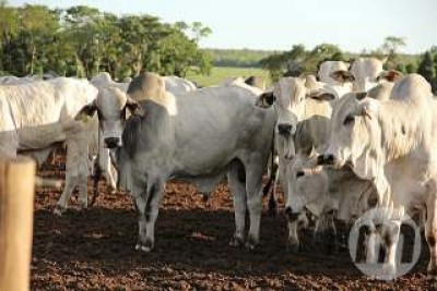 MS registra o melhor resultado nas exportações de carne bovina desde 2014, diz Famasul
