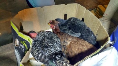 Homem é preso após usar galinhas para esconder 43 quilos de maconha (Foto: Divulgação) ()
