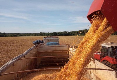 Colheita do milho para a segunda safra 2023/2024 alcançou 4,2% da área total em Mato Grosso do Sul (Foto: Arquivo/Aprosoja-MS)