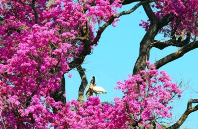 Foto: Saul Scharamm/Agência MS