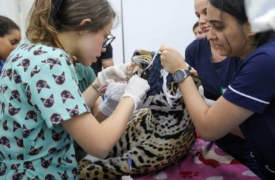 Foto: Saul Scharamm/Agência MS