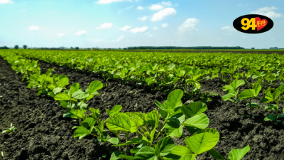 Com retorno das chuvas, plantio de soja já atinge 55% em Mato Grosso do Sul