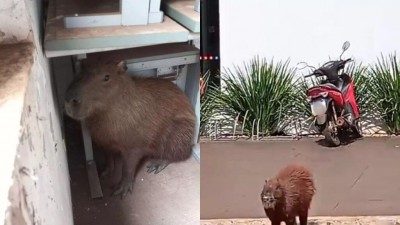 Capivara aparece em agência bancária de Terenos e cena surpreende funcionários