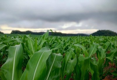 A safra 2024/25 tem expectativa positiva de produção, com 2,103 milhões de hectares cultivados (Foto Aprosoja/MS)