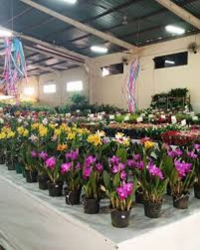 Além das flores, há um brechó exclusivo com produtos doados pela sociedade e até itens recebidos da receita federal. (Divulgação)