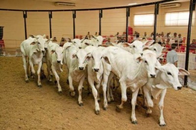 A Expoagro 2025 que acontece no Parque de Exposições João Humberto de Carvalho. (Divulgação)
