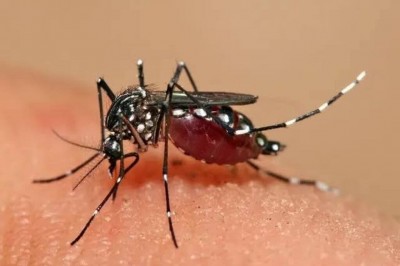 A dengue é uma doença febril transmitida pela picada de mosquitos Aedes,