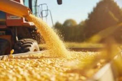 Soja e milho lideraram, somando 77% da produção agrícola sul-mato-grossense. (Foto Dilvulgação)