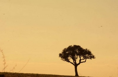 Foto: Álvaro Rezende/Agência MS