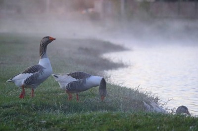 Imagem captada na gelada manhã de hoje no Parque do Lago, em Dourados (Foto: Franz Mendes)