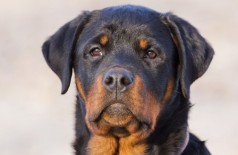 Rottweiler salva a vida de garoto latindo e chamando a atenção da mãe (Foto: shutterstock)