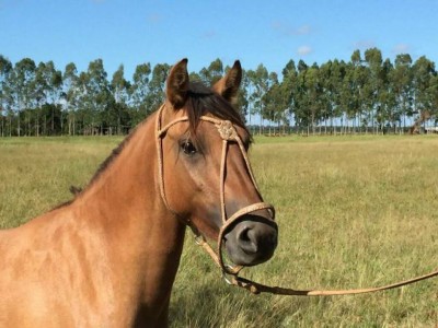 Em Dourados, homem é preso após ser flagrado fazendo sexo com égua