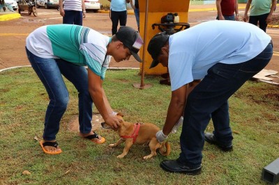 Vacinação de cães e gatos continua em Dourados; meta é vacinar 55 mil animais (Fotos: A. Frota)