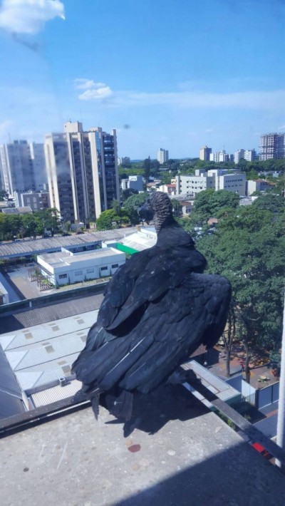 Tempo seco em Dourados não poupa ninguém e castiga até as aves, como esse urubu flagrado em edifício no centro da cidade (Foto: André Bento)