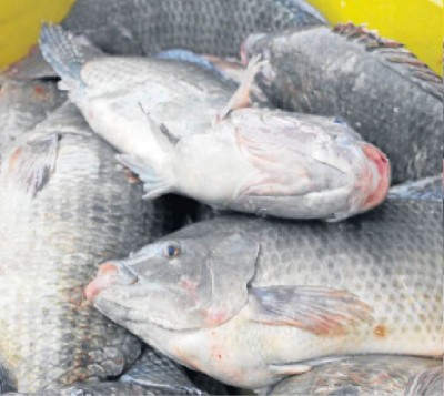 Até o ano passado, Mato Grosso do Sul produzia 24,1 mil toneladas de pescado por ano - Foto: Reprodução