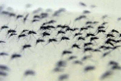 Mosquitos com Wolbachia no insetário da Fiocruz  (Foto: Comunicação/Instituto Oswaldo Cruz)