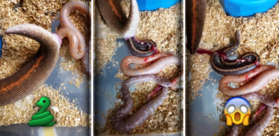 Reprodução/Facebook/ReptileCollective