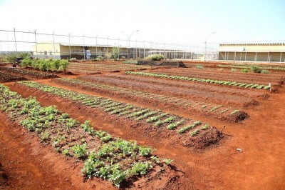 Parceria entre Estado e Município vai usar mão-de-obra de presos do Semiaberto no cultivo de horta orgânica (Foto: Divulgação/Agepen)