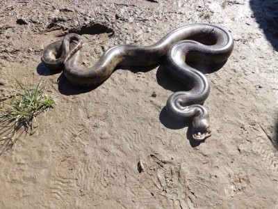 Sucuri encontrada morta em junho deste ano pode ser a mãe do filhote flagrado ontem perto do Imam (Foto: Reprodução/Facebook Eli Leite Vargas)