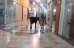 Boi e vaca são flagrados circulando em shopping no interior de MG (Foto: reprodução)