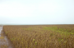 Herbicida é utilizado para o combate de ervas daninhas em diversas culturas, como em plantações de soja (foto) (Foto: Werneck Almada/ Divulgação Ibama)