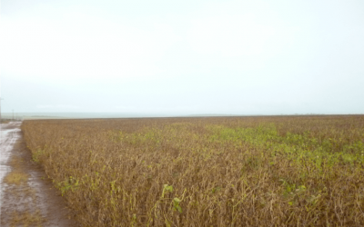 Herbicida é utilizado para o combate de ervas daninhas em diversas culturas, como em plantações de soja (foto) (Foto: Werneck Almada/ Divulgação Ibama)