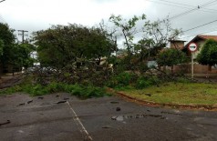 Árvore caída na Rua Ciro melo, no Centro de Dourados ---- (Foto: Sidnei Bronka/94FM)