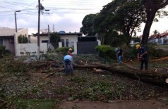 Queda de mais de 50 árvores na quarta-feira exigiu ação conjunta entre autoridades e empresa que fornece energia elétrica (Foto: Reprodução/Facebook Fabio Luis)