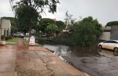 Árvore caiu na Rua Ponta Porã e quase atingiu veículo (Foto: 94FM)
