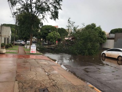 Árvore caiu na Rua Ponta Porã e quase atingiu veículo (Foto: 94FM)