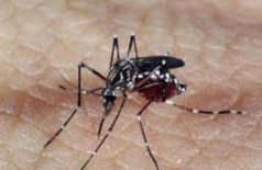 Segundo o artigo, a pesquisa tem um valor importante na busca por vacinas contra os vírus dengue e zika (Foto: Arquivo Agência Brasil)
