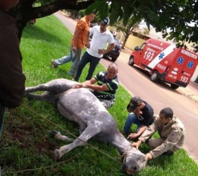 Cavalo morre após ser atacado por enxame de abelhas em cidade de MS (Foto: Caarapó News)