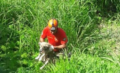 Cachorro foi resgatado pelo Corpo de Bombeiros de Corumbá (Foto: Divulgação/3°GBM)